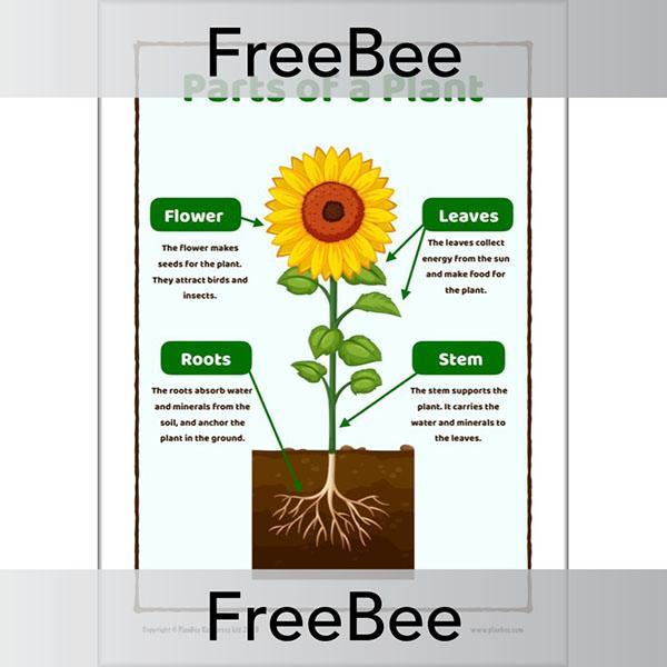 PlanBee FREE Parts of a Plant KS1 Worksheet and Poster 