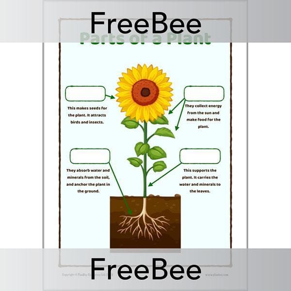 PlanBee FREE Parts of a Plant KS1 Worksheet and Poster 