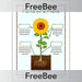 PlanBee FREE Parts of a Plant KS1 Worksheet and Poster 