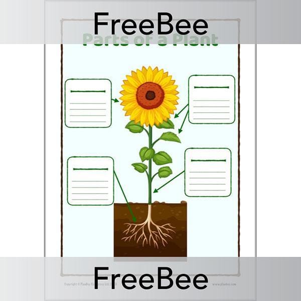 PlanBee FREE Parts of a Plant KS1 Worksheet and Poster 