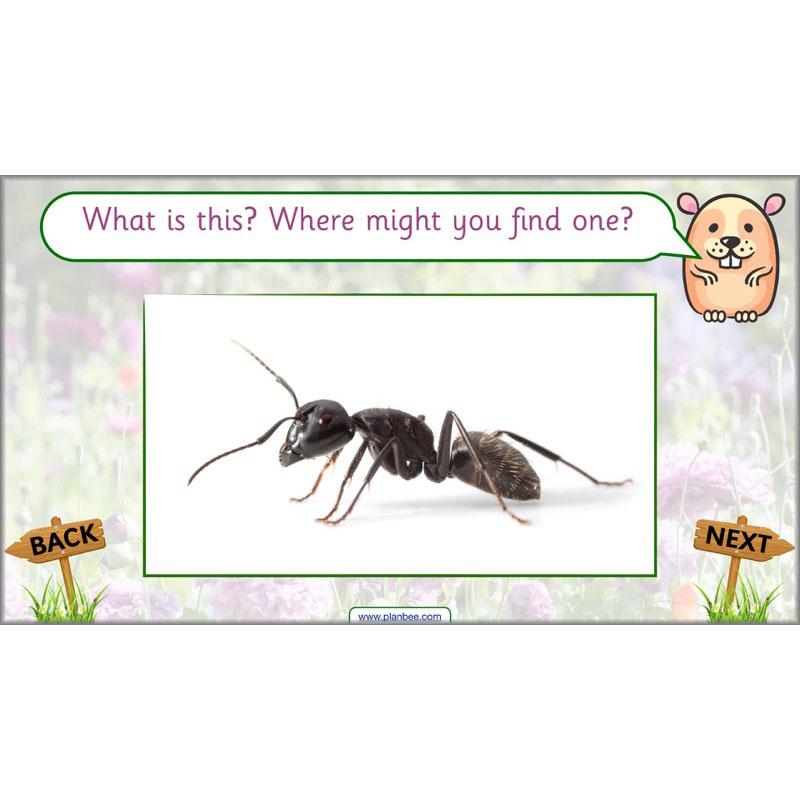 PlanBee Pets and Gardens Year 1 Science Lesson Plans by PlanBee