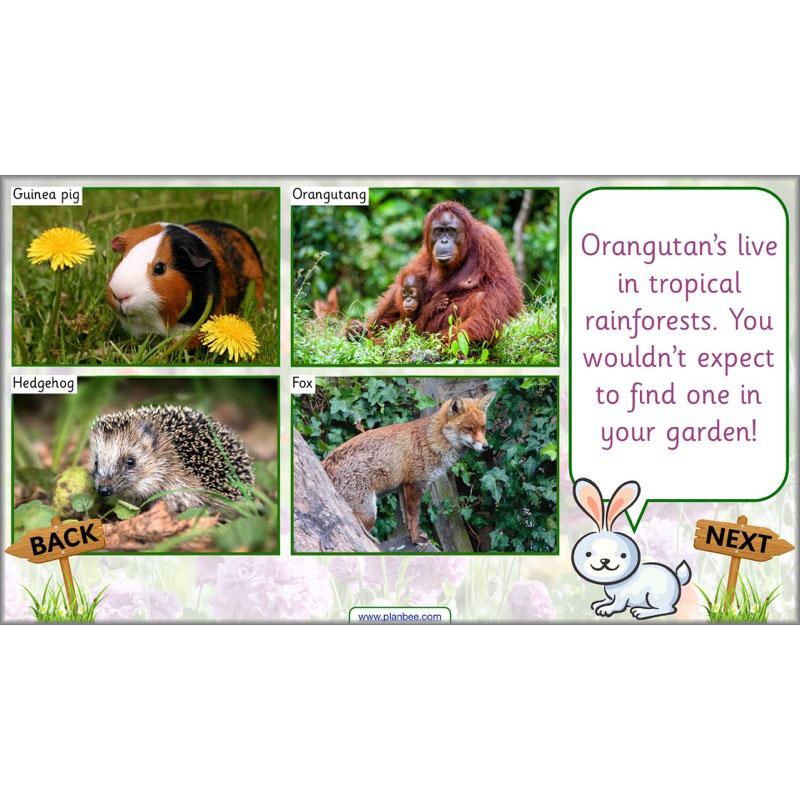 PlanBee Pets and Gardens Year 1 Science Lesson Plans by PlanBee