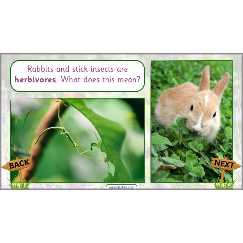 PlanBee Pets and Gardens Year 1 Science Lesson Plans by PlanBee
