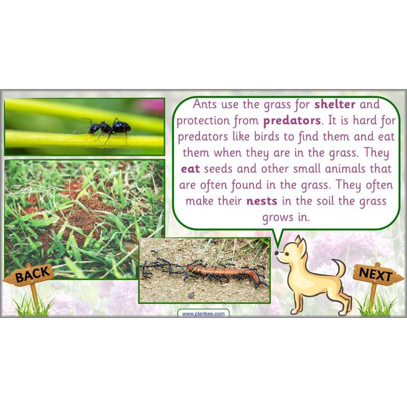 PlanBee Pets and Gardens Year 1 Science Lesson Plans by PlanBee