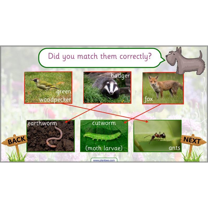 PlanBee Pets and Gardens Year 1 Science Lesson Plans by PlanBee