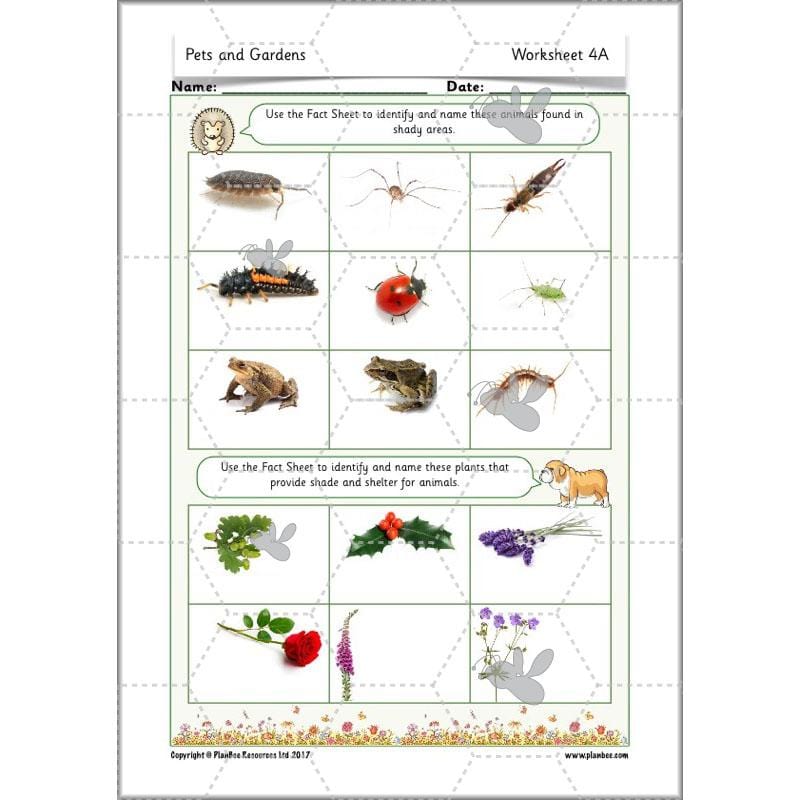 PlanBee Pets and Gardens Year 1 Science Lesson Plans by PlanBee