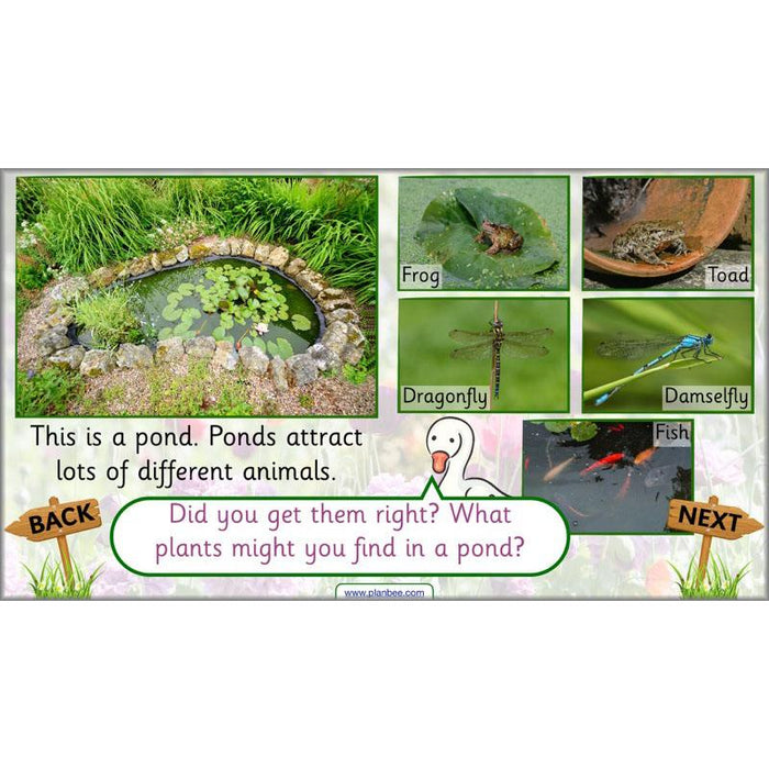 PlanBee Pets and Gardens Year 1 Science Lesson Plans by PlanBee