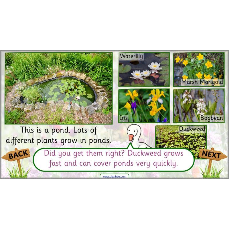 PlanBee Pets and Gardens Year 1 Science Lesson Plans by PlanBee