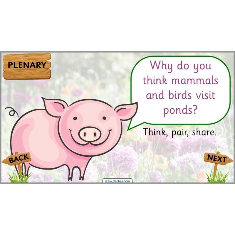 PlanBee Pets and Gardens Year 1 Science Lesson Plans by PlanBee