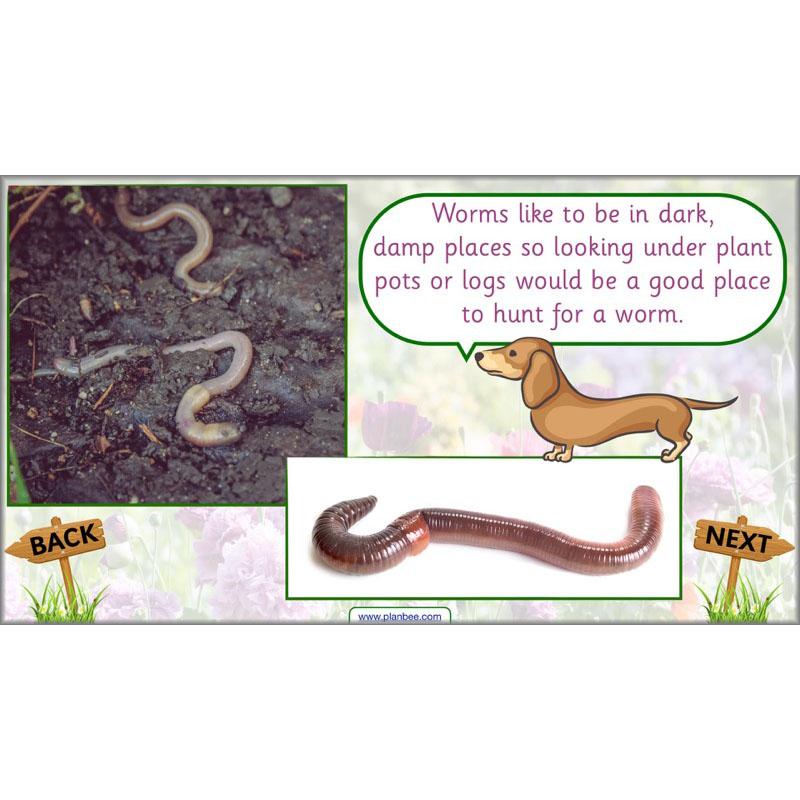 PlanBee Pets and Gardens Year 1 Science Lesson Plans by PlanBee