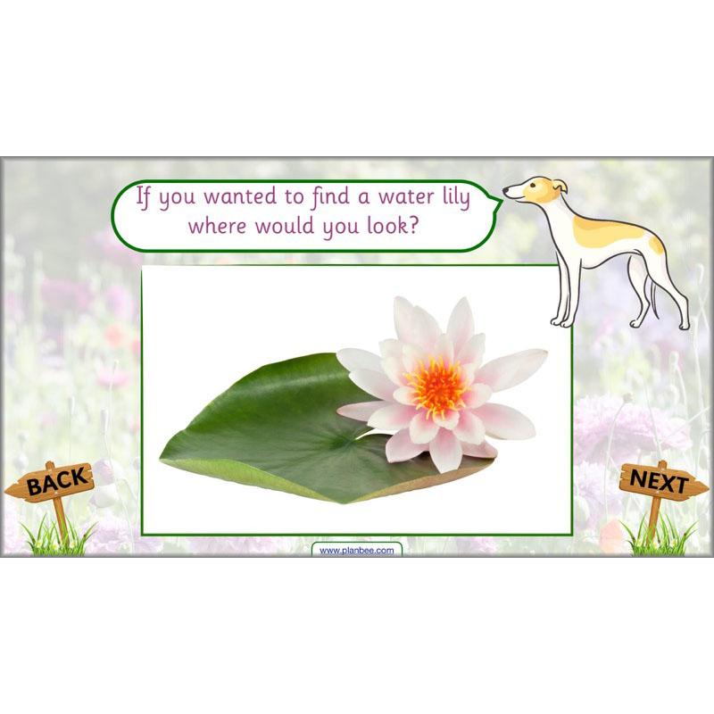 PlanBee Pets and Gardens Year 1 Science Lesson Plans by PlanBee