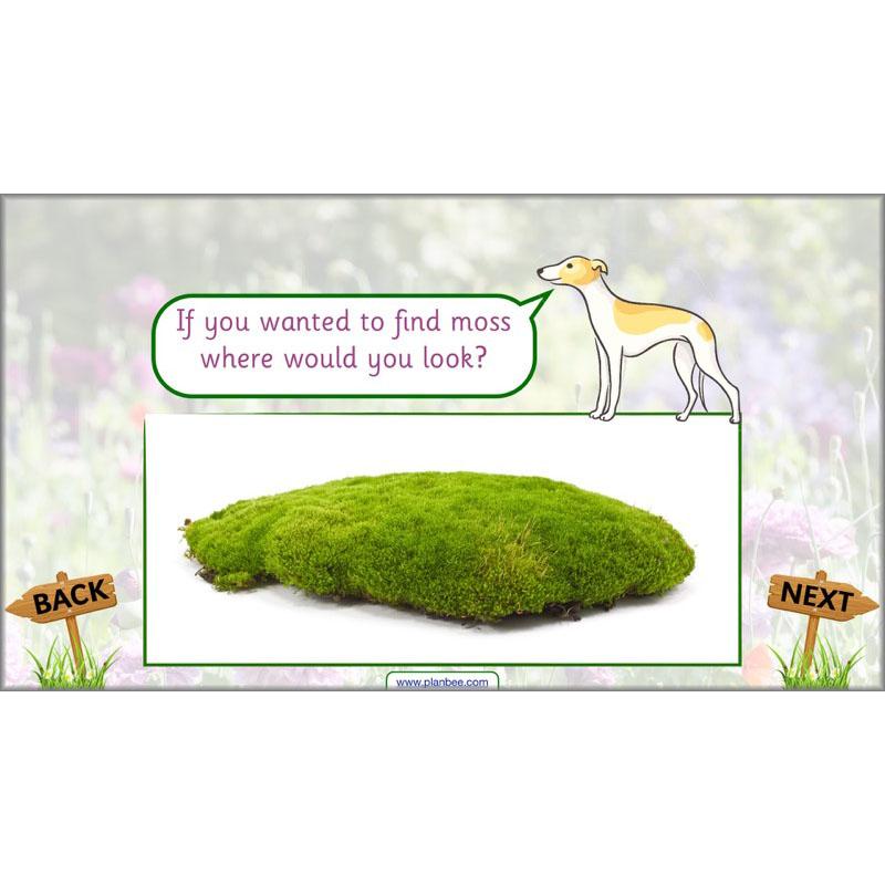 PlanBee Pets and Gardens Year 1 Science Lesson Plans by PlanBee