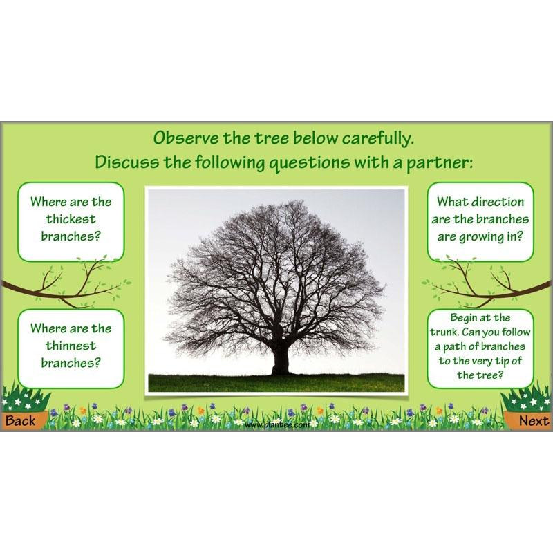 PlanBee Plant Art Lessons Year 3 & Year 4 PlanBee Art scheme of work