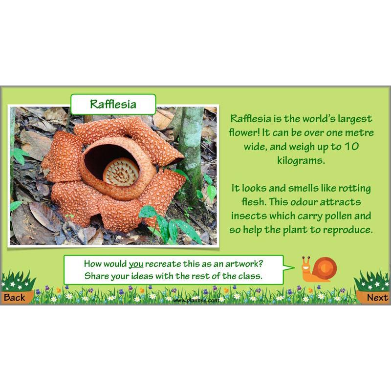 PlanBee Plant Art Lessons Year 3 & Year 4 PlanBee Art scheme of work
