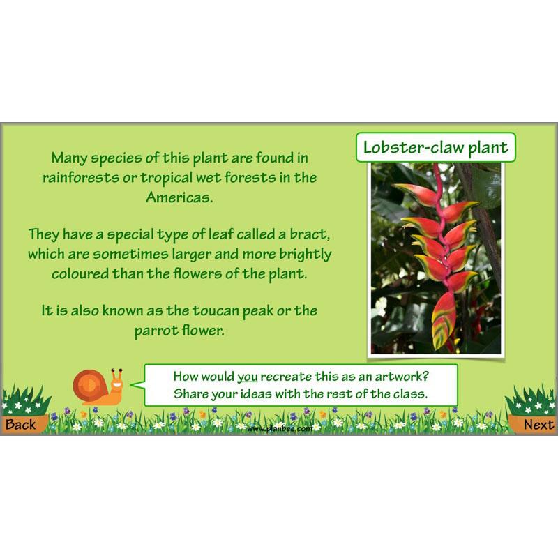 PlanBee Plant Art Lessons Year 3 & Year 4 PlanBee Art scheme of work