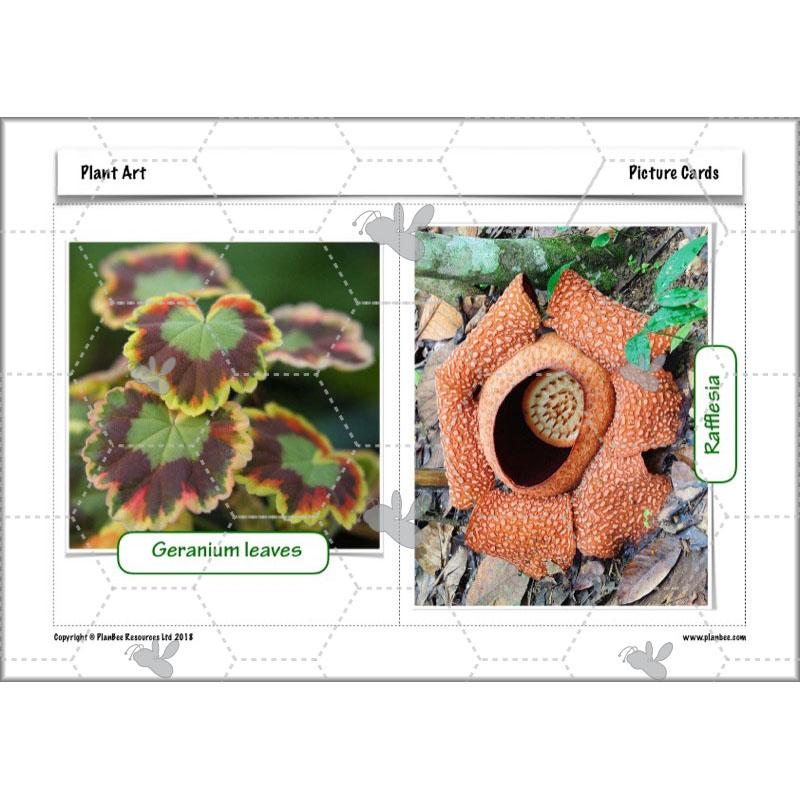 PlanBee Plant Art Lessons Year 3 & Year 4 PlanBee Art scheme of work