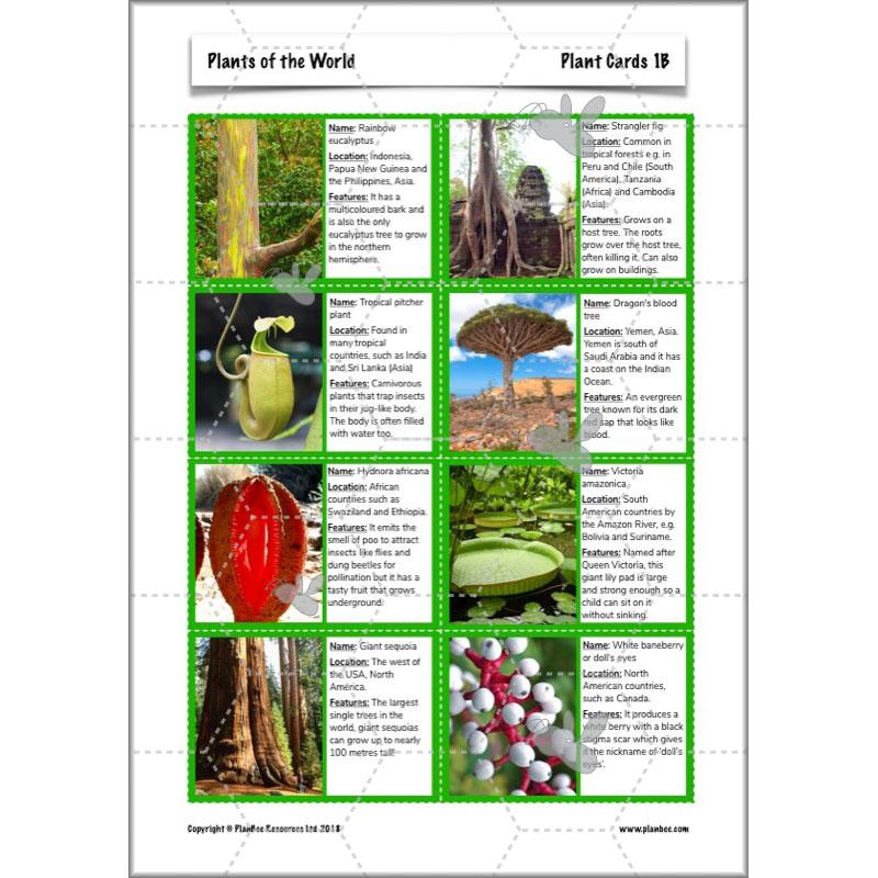 PlanBee Plants of the World: Plants KS2 Geography lessons by PlanBee