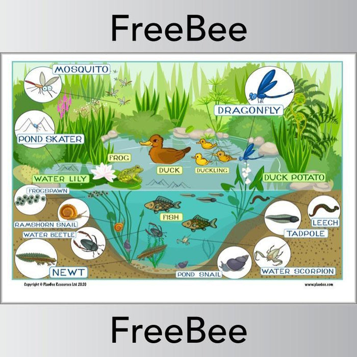 PlanBee Pond Habitat KS1 Poster and Worksheet by PlanBee