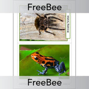 PlanBee FREE Rainforest Animals KS2 Picture Cards