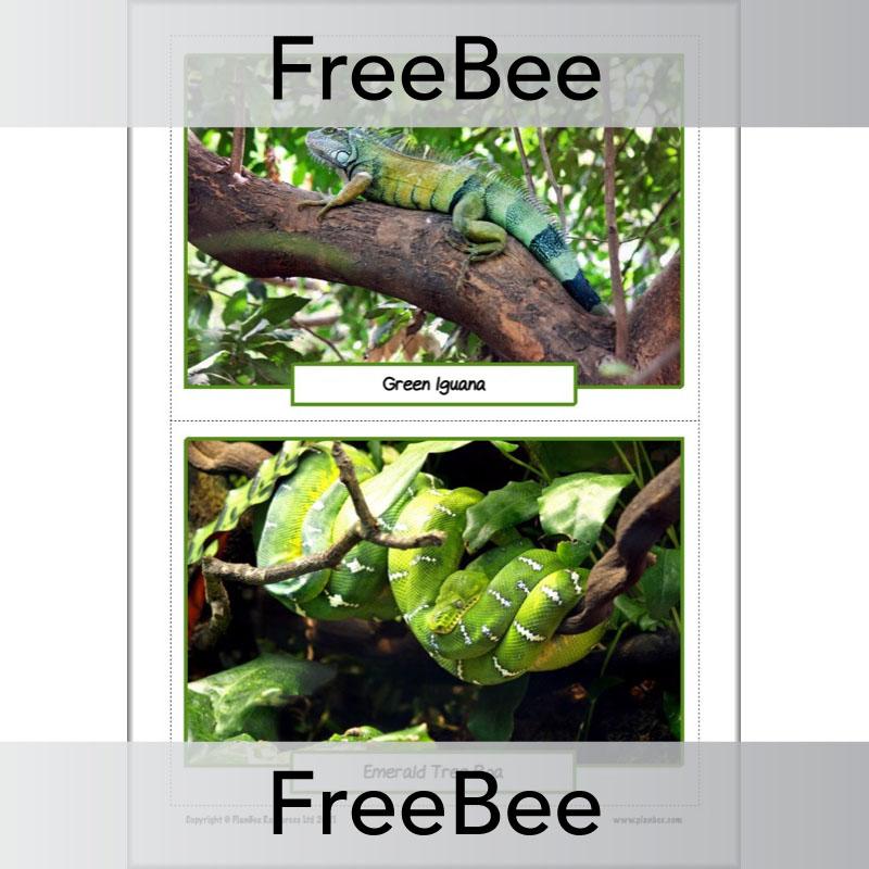 PlanBee FREE Rainforest Animals KS2 Picture Cards