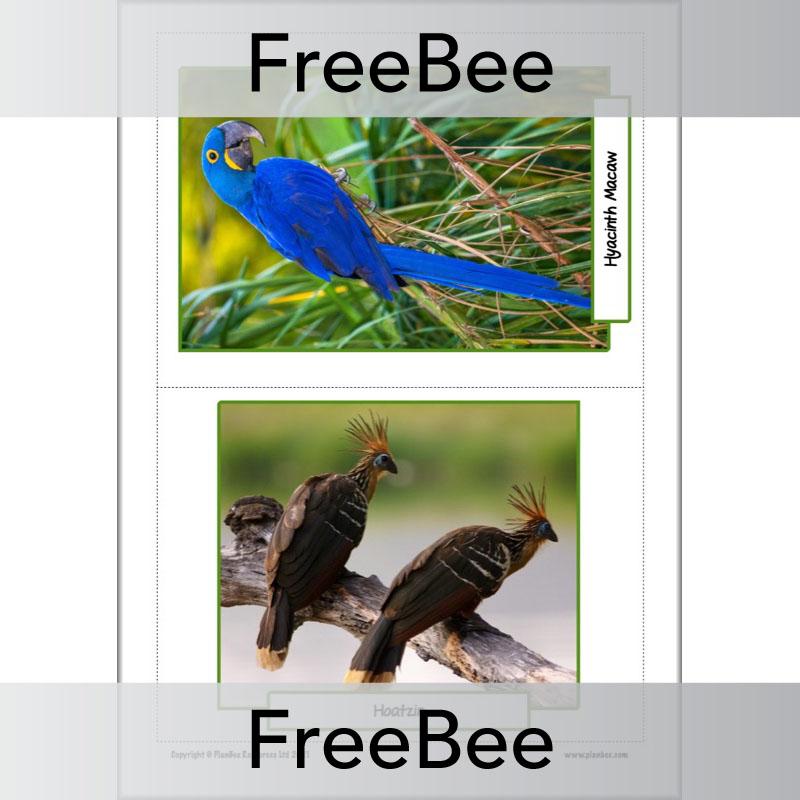 PlanBee FREE Rainforest Animals KS2 Picture Cards