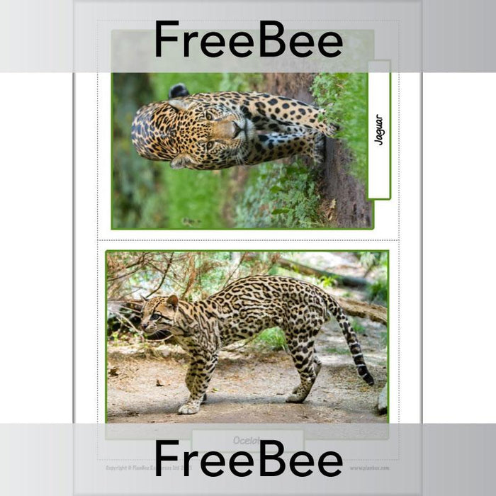 PlanBee FREE Rainforest Animals KS2 Picture Cards
