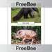 PlanBee FREE Rainforest Animals KS2 Picture Cards