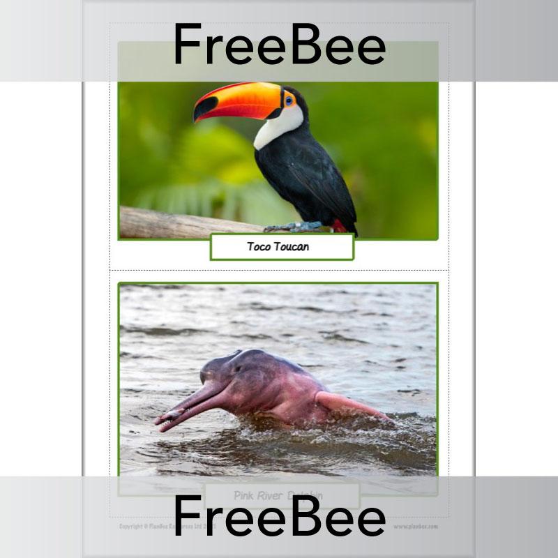 PlanBee FREE Rainforest Animals KS2 Picture Cards