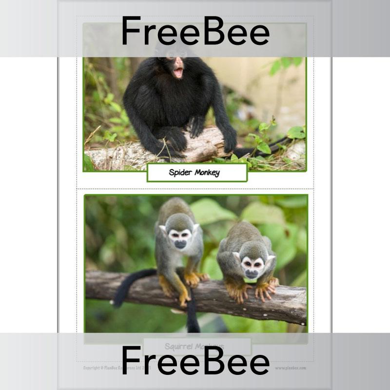 PlanBee FREE Rainforest Animals KS2 Picture Cards
