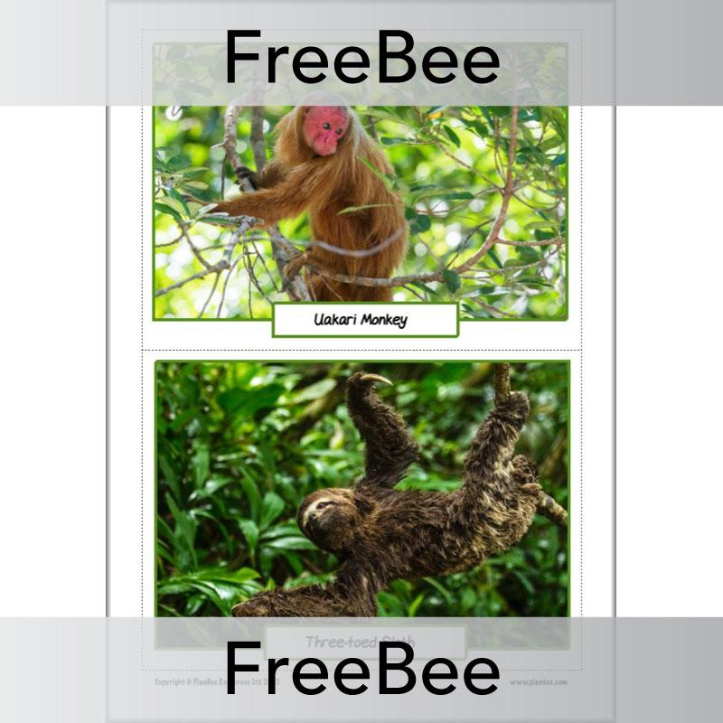 PlanBee FREE Rainforest Animals KS2 Picture Cards