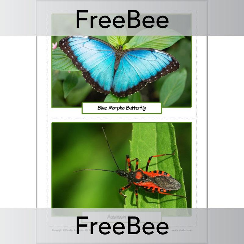 PlanBee FREE Rainforest Animals KS2 Picture Cards