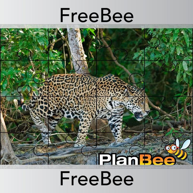 Rainforest Teaching Resources For KS2 And KS1 By PlanBee