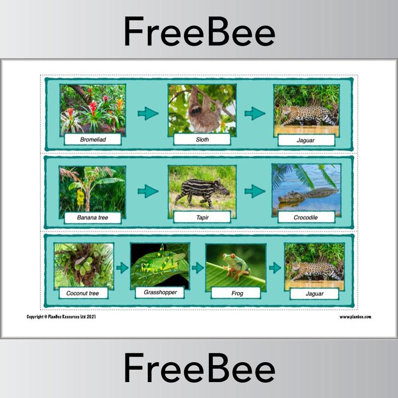 PlanBee Rainforest Food Chains KS2 Display Cards by PlanBee
