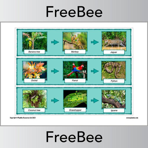 PlanBee Rainforest Food Chains KS2 Display Cards by PlanBee