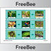 PlanBee Rainforest Food Chains KS2 Display Cards by PlanBee