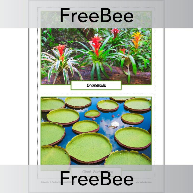 PlanBee FREE Rainforest Plants KS2 Picture Cards  