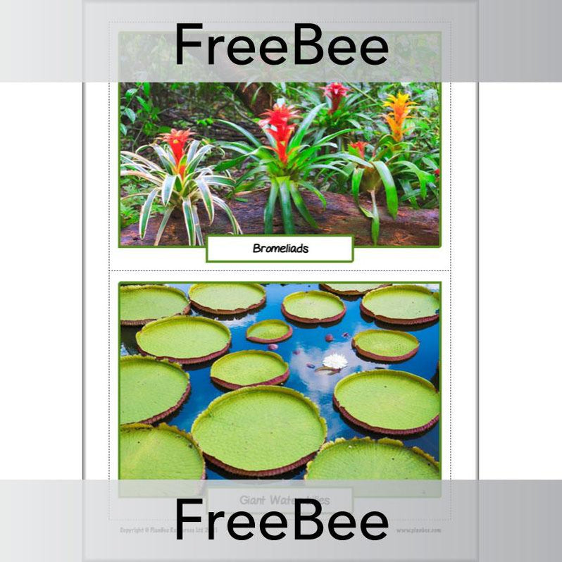 FREE Rainforest Plants KS2 Picture Cards — PlanBee
