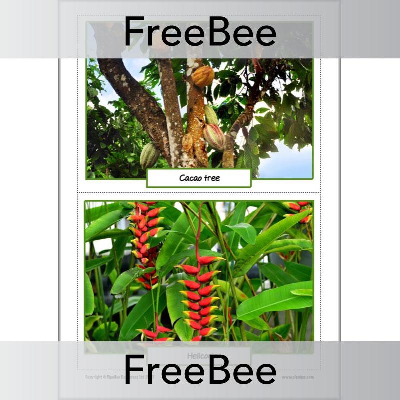 PlanBee FREE Rainforest Plants KS2 Picture Cards  