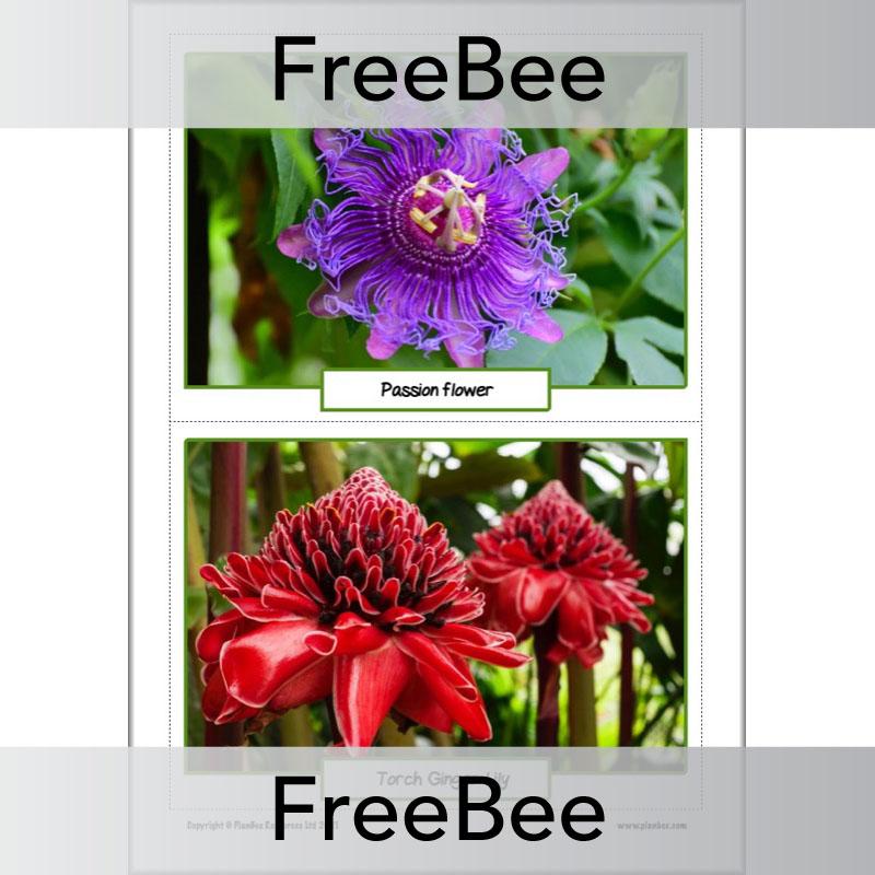 PlanBee FREE Rainforest Plants KS2 Picture Cards  