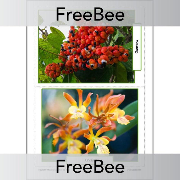 PlanBee FREE Rainforest Plants KS2 Picture Cards  