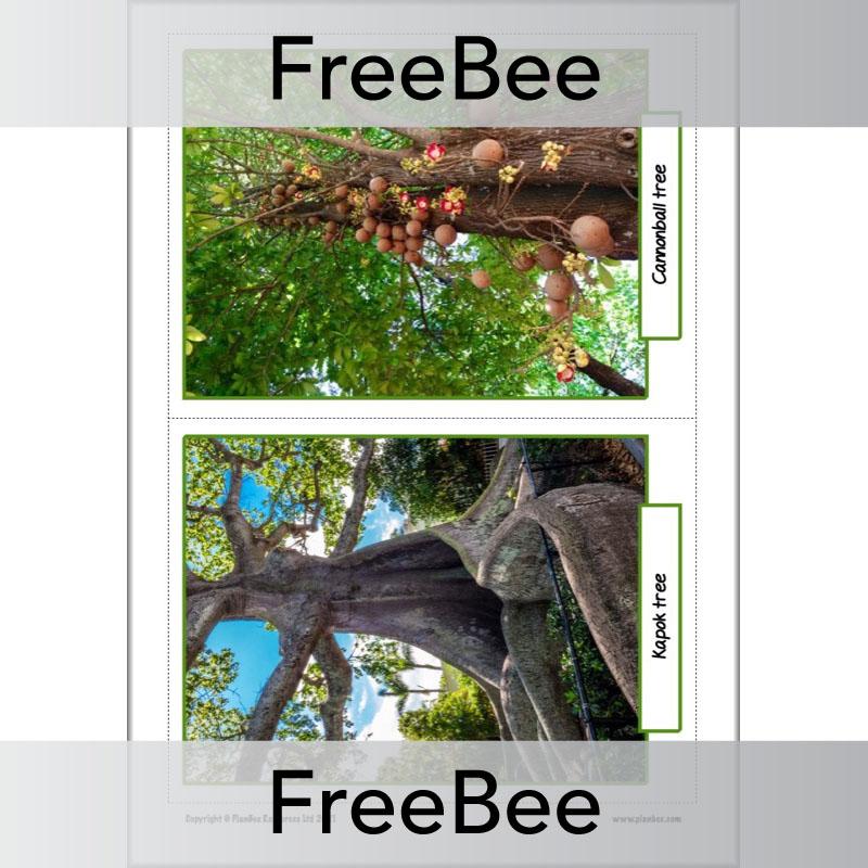 PlanBee FREE Rainforest Plants KS2 Picture Cards  