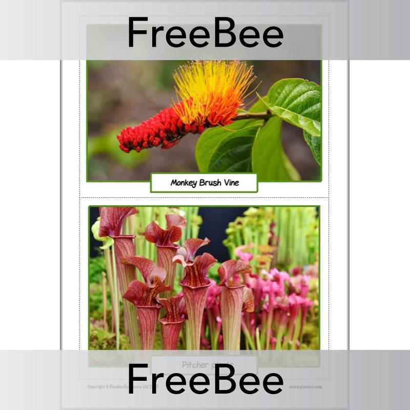 PlanBee FREE Rainforest Plants KS2 Picture Cards  