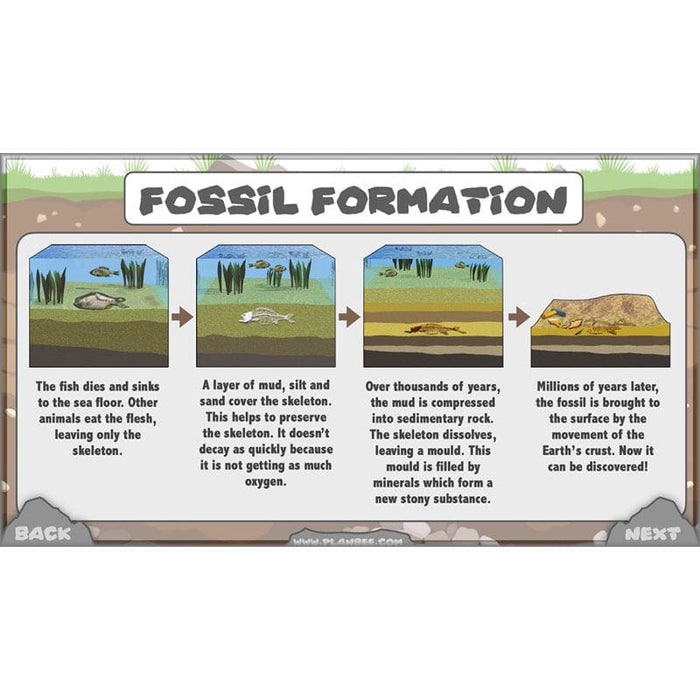 PlanBee Year 3 Rocks, Fossils and Soils | PlanBee Science Planning