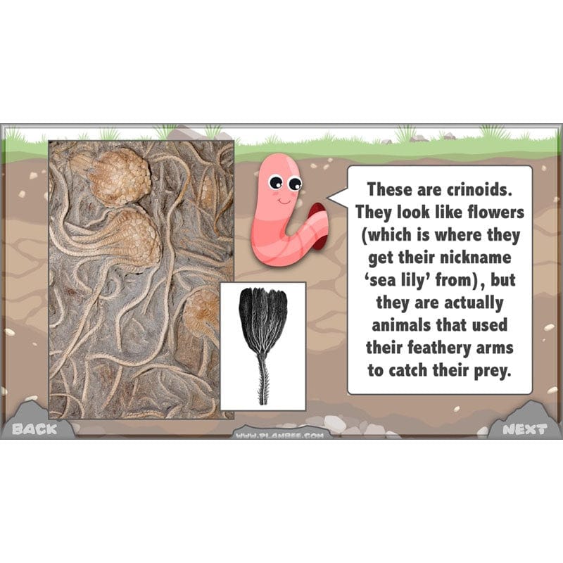 PlanBee Year 3 Rocks, Fossils and Soils | PlanBee Science Planning