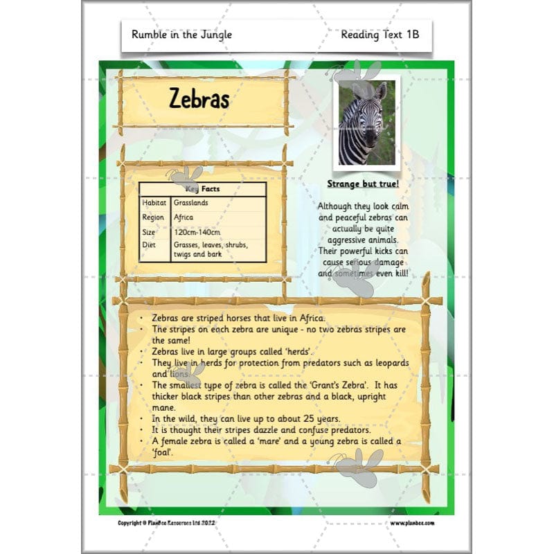 PlanBee Rumble in the Jungle Year 2 animal poetry lessons by Planbee