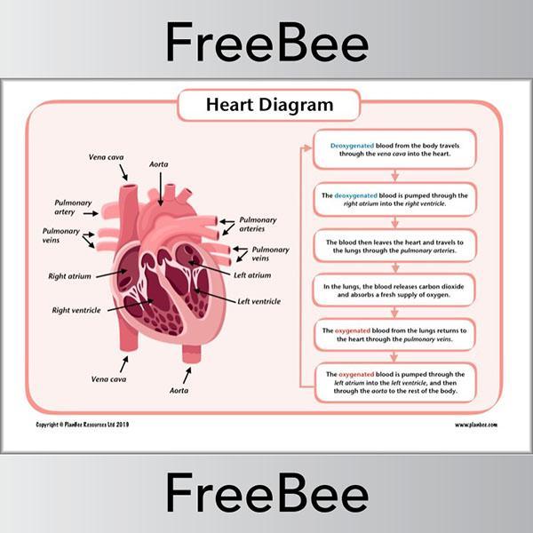 PlanBee FREE Simple Heart Diagram to label by PlanBee