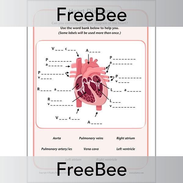 PlanBee FREE Simple Heart Diagram to label by PlanBee
