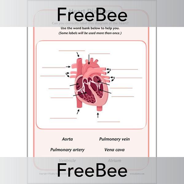 PlanBee FREE Simple Heart Diagram to label by PlanBee
