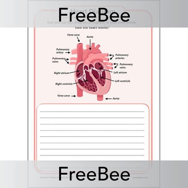 PlanBee FREE Simple Heart Diagram to label by PlanBee