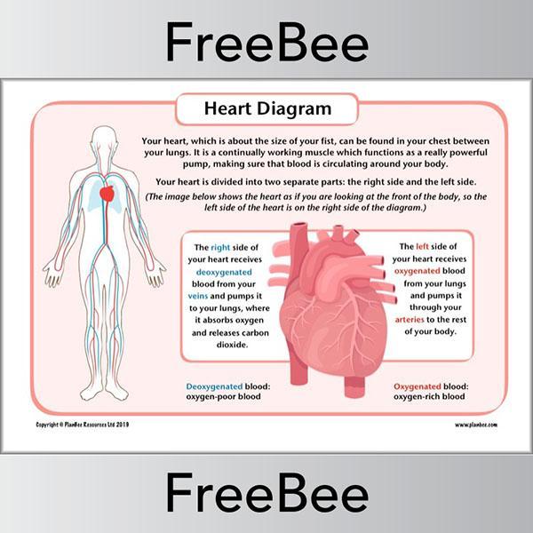 free-ks2-simple-heart-diagram-sheet-by-planbee for Free Printable Human Heart Diagram FREE KS2 Simple Heart Diagram sheet by PlanBee for Free Printable Human Heart Diagram